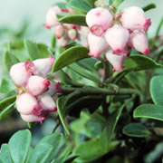 http://web.alfabeta.net/graficos/notas/arctostaphylosuva-ursi.gif